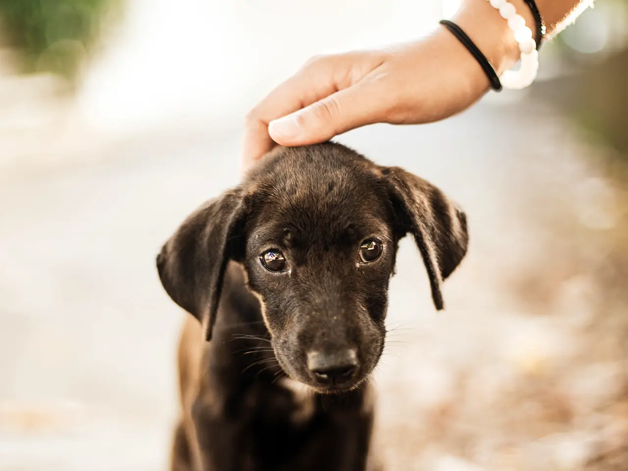 How to Adopt a Dog – Guide for the New Pet Owners
