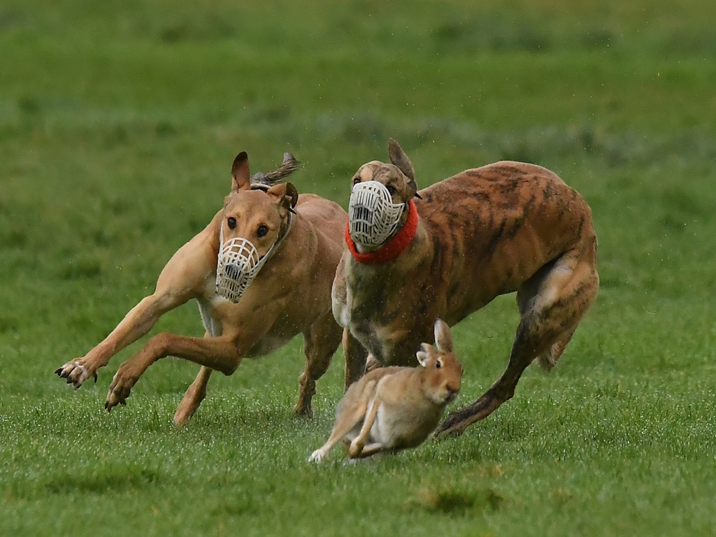 A rabbit runs in front of two chasing dogs